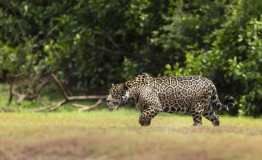 Güney Pantanal, Brezilya 'da nehir kıyısında yürüyen bir Jaguar' ın yakınına..