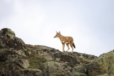 Etiyopya 'nın Bale dağlarında duran nadir ve nesli tükenmekte olan Etiyopya kurdu (Canis simensis).