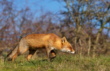 Genç bir Kızıl Tilki 'nin (Vulpes vulpes) doğal ortamında yürümesine yakın..
