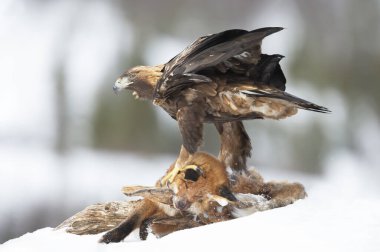 Norveç 'te kışın ölü bir tilkiyle beslenen Altın Kartal' a (Aquila chrysaetos) yakın plan.