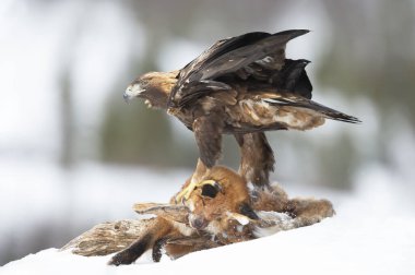 Close up of a Golden Eagle (Aquila chrysaetos) feeding on a dead fox in winter, Norway. clipart