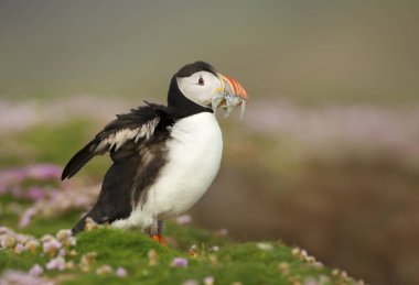 Atlantik martısının gagası kum yılanbalığı dolu, İskoçya, İngiltere.