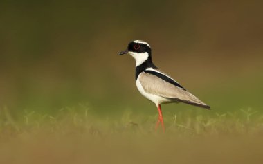 Pied plover 'a (Vanellus cayanus) yakın plan, aynı zamanda pied lapwing, Pantanal, Brazil olarak da bilinir..