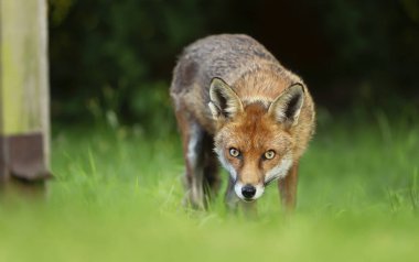 Bir Kızıl Tilki 'nin (Vulpes vulpes) karanlık arka planı, İngiltere, İngiltere' ye yakın plan.