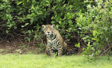 Pantanal, Brezilya 'da çalılıklarda oturan bir Jaguar' ın yakın çekimi.