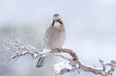 Norveç 'te kışın bir ağaç dalına tüneyen Avrasyalı bir karga (Garrulus glandarius)' a yakın dur..