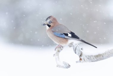Close up of an Eurasian jay (Garrulus glandarius) perched on a tree branch in the falling snow, Norway. 