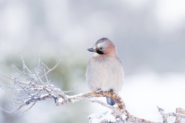 Norveç 'te kışın bir ağaç dalına tüneyen Avrasyalı bir karga (Garrulus glandarius)' a yakın dur..