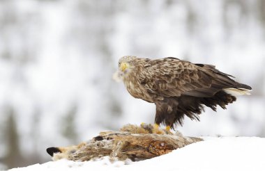 Norveç 'te kışın ölü bir tilkiyle beslenen beyaz kuyruklu kartala (Haliaeetus albicilla) yaklaşın.