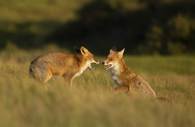 Çimen tarlasında iki neşeli Kızıl Tilki 'ye (Vulpes vulpes) yaklaş.
