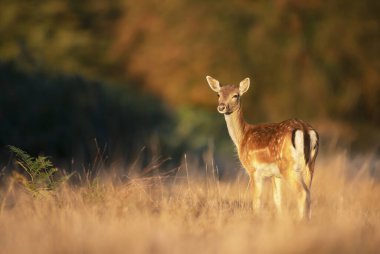 İngiltere 'de sonbaharda çimlerin üzerinde duran genç bir Fallow geyiğinin yakınına..