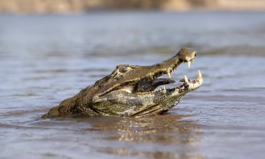 Yacare kaymanının (Kayman yatı) pirana, Güney Pantanal, Brezilya 'yı yediği yakın plan.