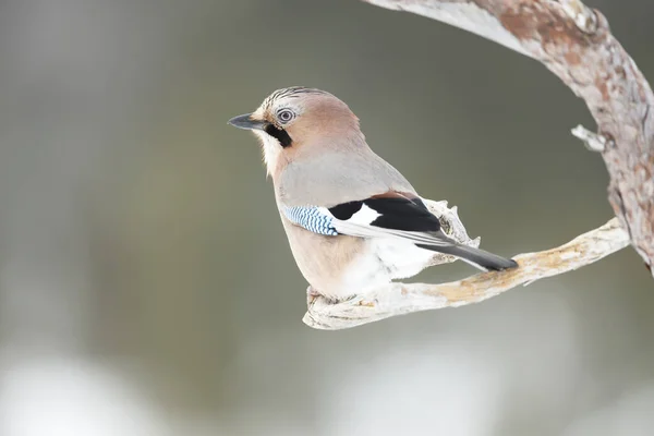 Close Eurasian Jay Garrulus Glandarius Perched Tree Branch Winter Norway — Stock Photo, Image