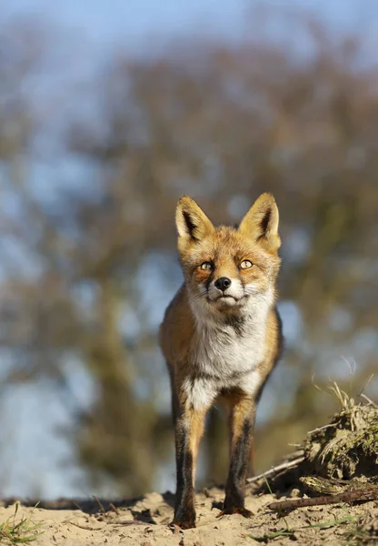 Close Young Red Fox Vulpes Vulpes Natural Habitat — Stock Photo, Image