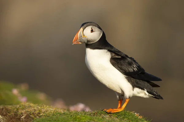 Close Van Atlantische Papegaaiduiker Met Snavel Vol Zandspiering Schotland — Stockfoto