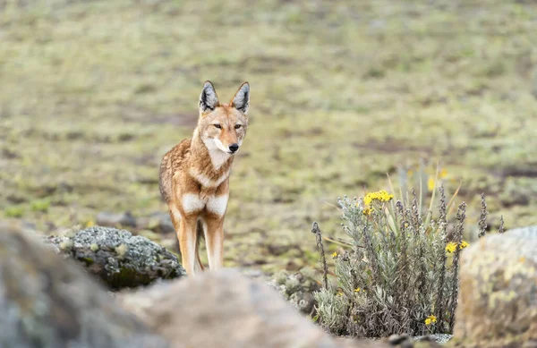 Primer Plano Del Lobo Etíope Peligro Extinción Canis Simensis Las —  Fotos de Stock