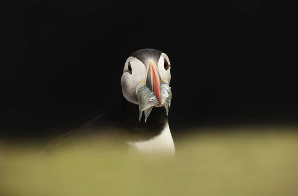 Close Atlantic Puffin Zobák Full Sand Úhoři Black Background Scotland — Stock fotografie