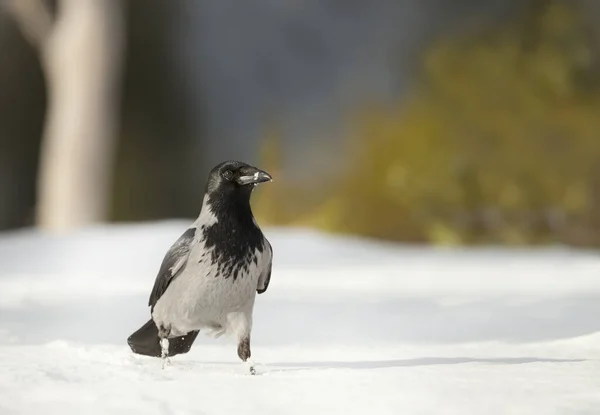 Gros Plan Corbeau Capuchon Corvus Cornix Dans Neige Norvège — Photo