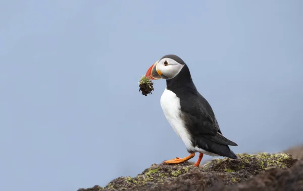 Nahaufnahme Eines Atlantischen Papageitauchers Mit Nistmaterial Schnabel Schöne Insel Schottland — Stockfoto