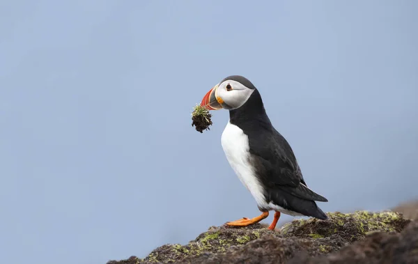 Close Puffin Atlântico Com Material Nidificação Bico Fair Isle Escócia — Fotografia de Stock