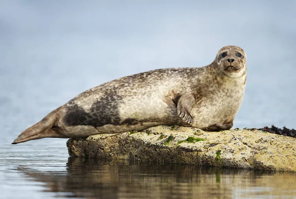 Närbild Common Seal Phoca Vitulina Ligger Klippa Lerwick Hamn Skottland — Stockfoto