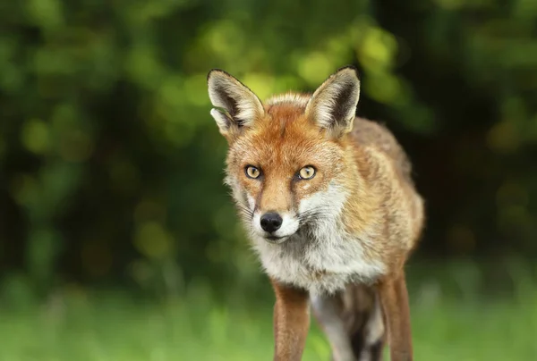 Yeşil Arka Plan Ngiltere Ngiltere Karşı Bir Kızıl Tilki Vulpes — Stok fotoğraf
