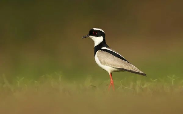 Закрытие Pied Plover Vanellus Cayanus Известного Pied Lapwing Panti Бразилия — стоковое фото