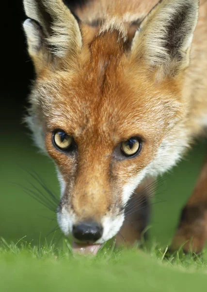 Close Uma Raposa Vermelha Vulpes Vulpes Inglaterra Reino Unido — Fotografia de Stock