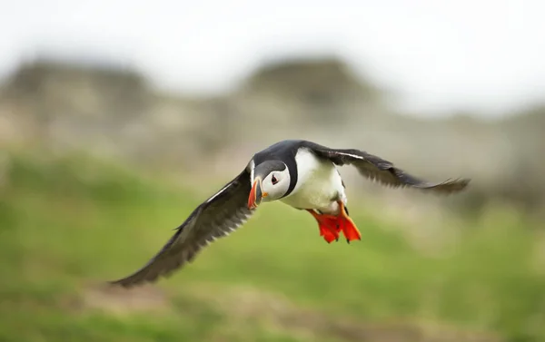 Nahaufnahme Eines Atlantischen Papageitauchers Fratercula Arctica Flug Naseninsel Shetlandinseln — Stockfoto