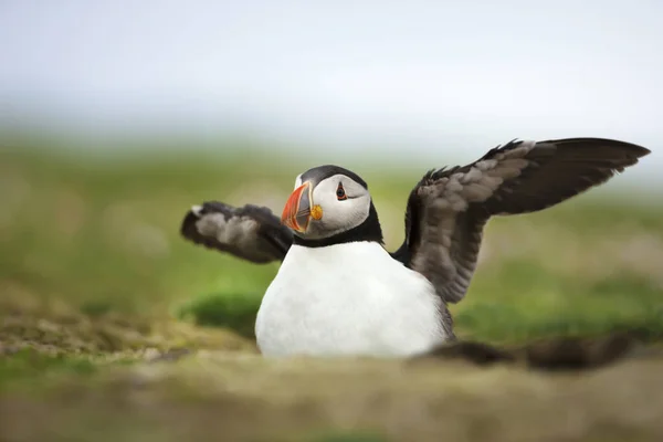 Close Puffin Atlântico Fratercula Arctica Uma Toca Ilha Noss Ilhas — Fotografia de Stock