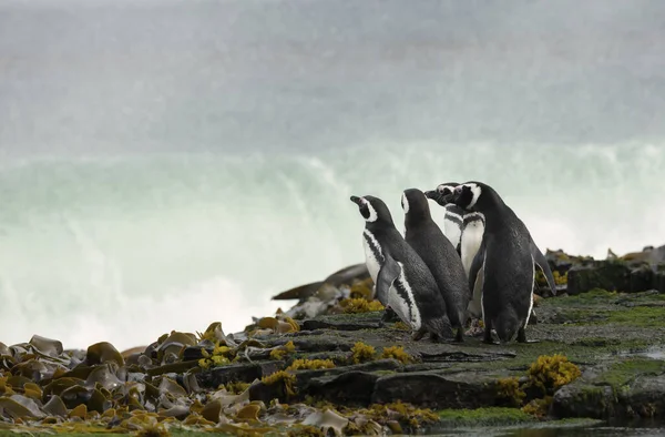 Grupo Pinguins Magalhães Uma Costa Observando Oceano Tempestuoso Nas Ilhas — Fotografia de Stock