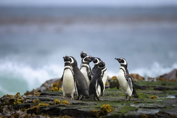 Grupo Pinguins Magalhães Situados Numa Costa Das Ilhas Malvinas — Fotografia de Stock