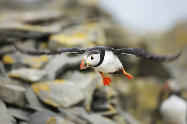 Nahaufnahme Eines Atlantischen Papageitauchers Fratercula Arctica Flug Naseninsel Shetlandinseln — Stockfoto