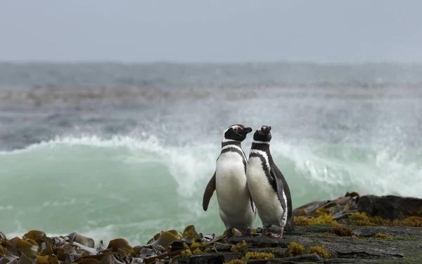 海岸に立つ2羽のマゼランペンギンとフォークランド諸島の荒波を見る — ストック写真