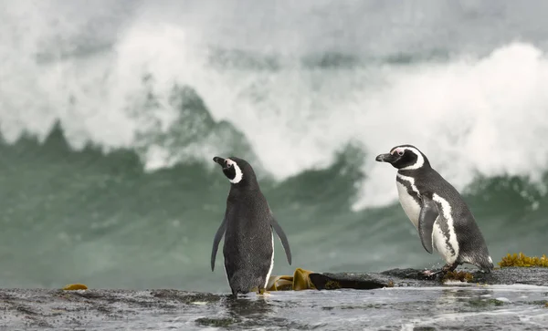 Δύο Πιγκουίνοι Του Μαγγελάνου Στέκονται Στην Ακτή Και Βλέπουν Θυελλώδη — Φωτογραφία Αρχείου
