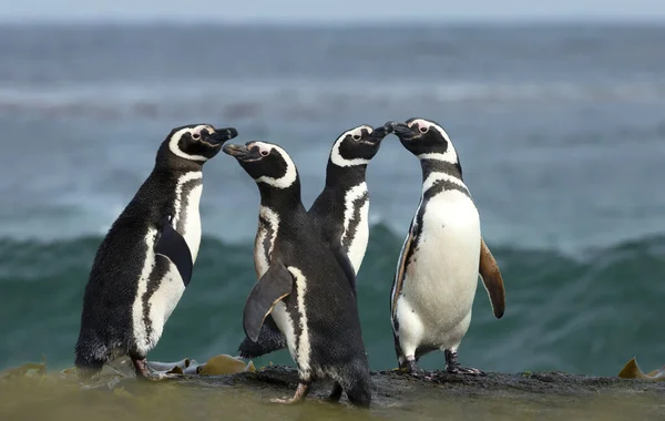 Группа Магеллановых Пингвинов Стоящих Берегу Фолклендских Островов — стоковое фото