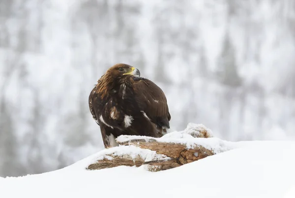 Взимку Норвегії Золотий Орел Aquila Chrysaetos — стокове фото