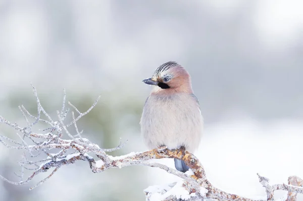 Närbild Eurasiska Kaj Garrulus Glandarius Uppe Trädgren Vintern Norge — Stockfoto