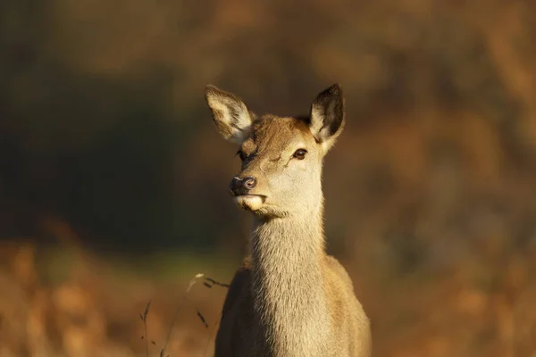 Portrait Cerf Rouge Derrière Automne Royaume Uni — Photo