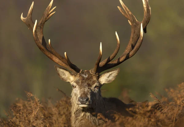 Close Red Deer Stag Autumn — Stock Photo, Image