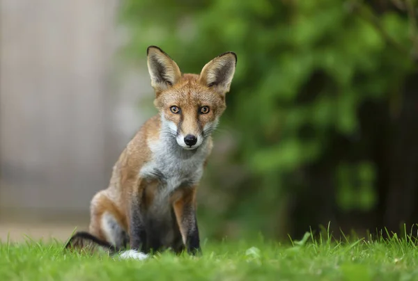 Закрытие Молодого Красного Лиса Vulpes Vulpes Сидящего Траве Великобритания — стоковое фото