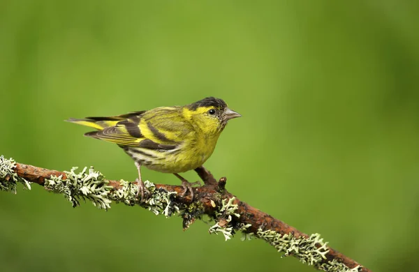 Primer Plano Siskin Eurasiático Spinus Spinus Posado Sobre Una Rama —  Fotos de Stock