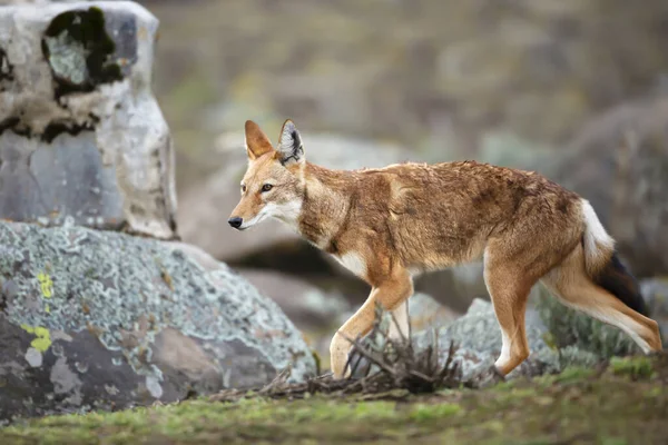 Primer Plano Lobo Etíope Raro Peligro Extinción Canis Simensis Las —  Fotos de Stock