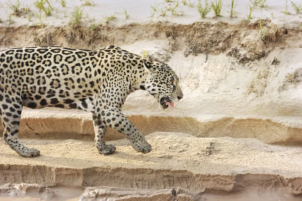 Nehir Kıyısında Pantanal Brezilya Boyunca Kumlu Sahilde Yürüyen Bir Jaguar — Stok fotoğraf