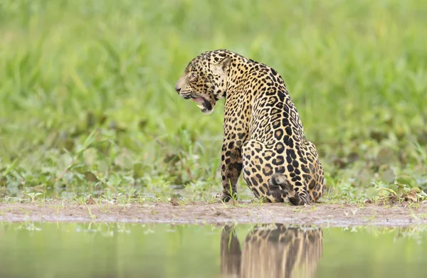 Närbild Jaguar Sitter Floden Stranden Pantanal Brasilien — Stockfoto