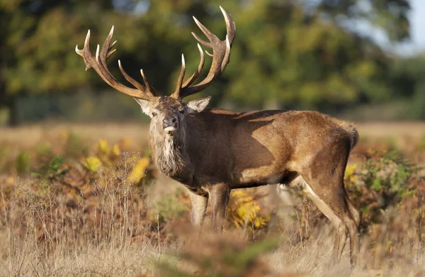 Nahaufnahme Eines Rothirsches Herbst Großbritannien — Stockfoto