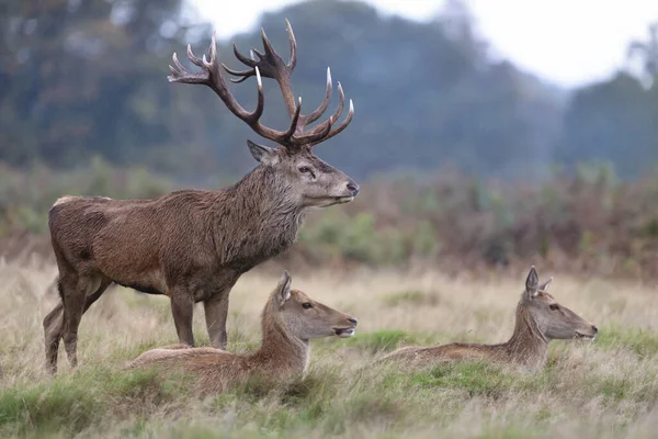 Close Red Deer Stag Hinds Falling Rain — Stock Photo, Image