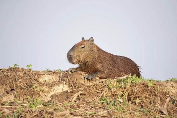 Närbild Capybara Ligger Flodstrand South Pantanal Brasilien — Stockfoto