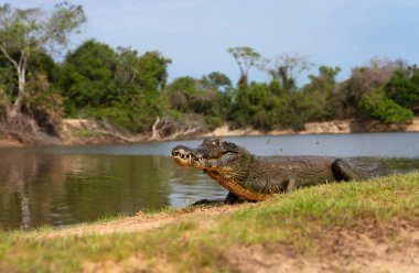 Güney Pantanal, Brezilya 'da bir nehir kıyısında uzanan Yacare kaymanı' nın (Kayman yatı) yakınında..