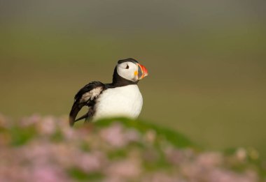 Atlantik martısını, yeşil arka planda, İskoçya 'da, İngiltere' de pembe deniz kırıntılarıyla kapatın..